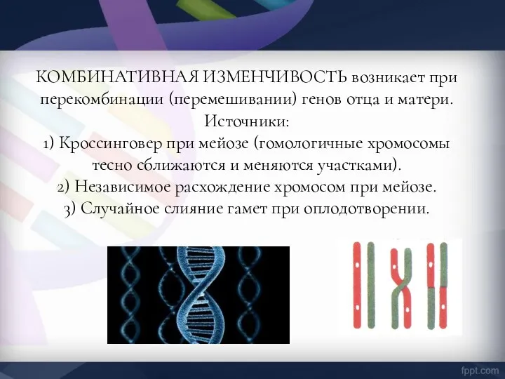 КОМБИНАТИВНАЯ ИЗМЕНЧИВОСТЬ возникает при перекомбинации (перемешивании) генов отца и матери.