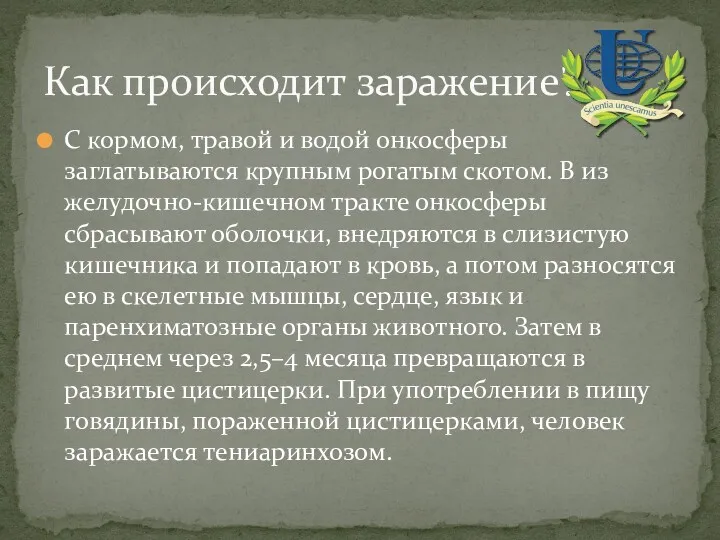 С кормом, травой и водой онкосферы заглатываются крупным рогатым скотом. В из желудочно-кишечном