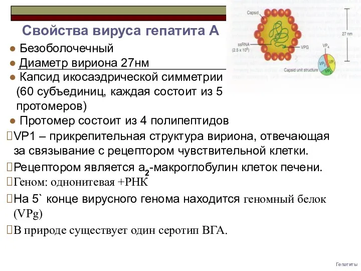 Гепатиты Безоболочечный Диаметр вириона 27нм Капсид икосаэдрической симметрии (60 субъединиц,