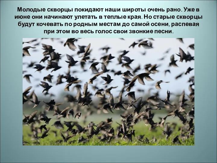 Молодые скворцы покидают наши широты очень рано. Уже в июне