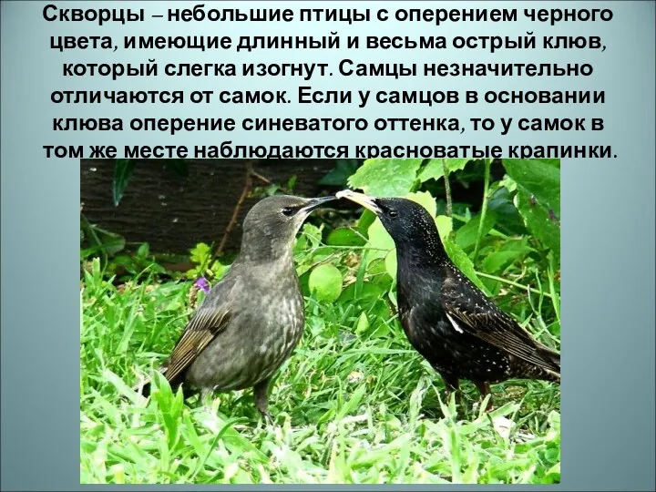 Скворцы – небольшие птицы с оперением черного цвета, имеющие длинный