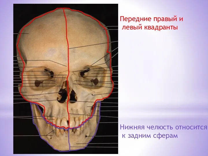 Передние правый и левый квадранты Нижняя челюсть относится к задним сферам