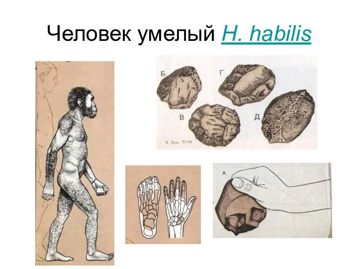 Человек умелый H. habilis