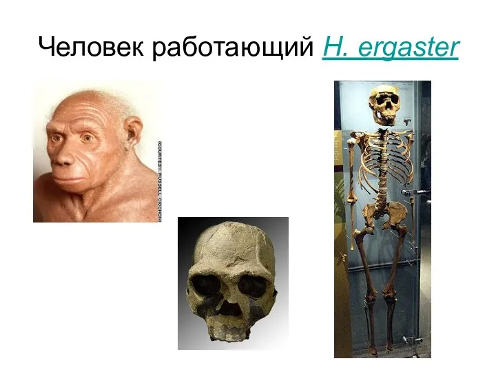 Человек работающий H. ergaster