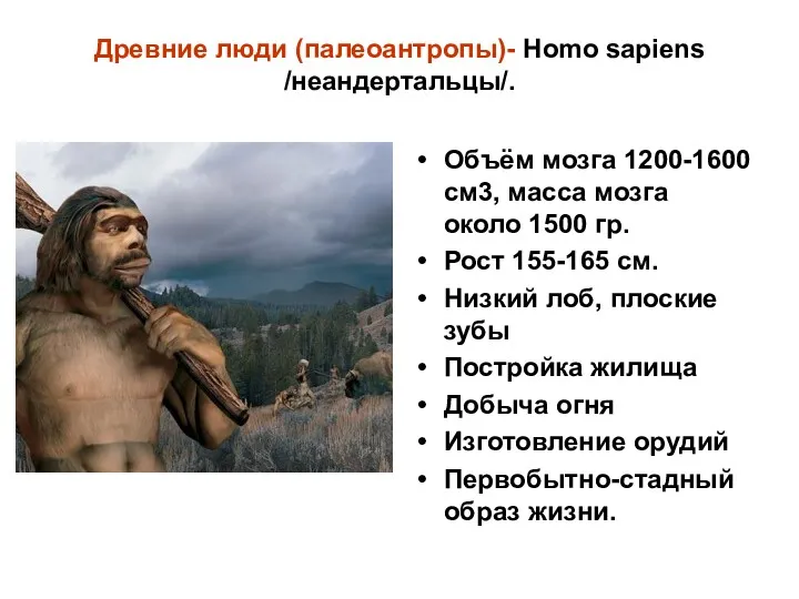 Древние люди (палеоантропы)- Homo sapiens /неандертальцы/. Объём мозга 1200-1600 см3,