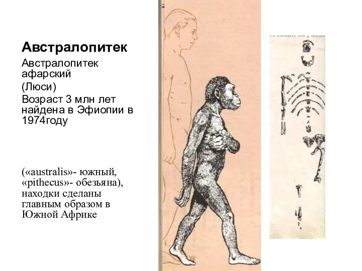 Австралопитек Австралопитек афарский (Люси) Возраст 3 млн лет найдена в