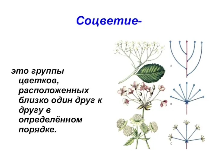 Соцветие- это группы цветков, расположенных близко один друг к другу в определённом порядке.