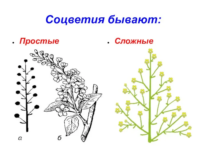 Соцветия бывают: Простые Сложные