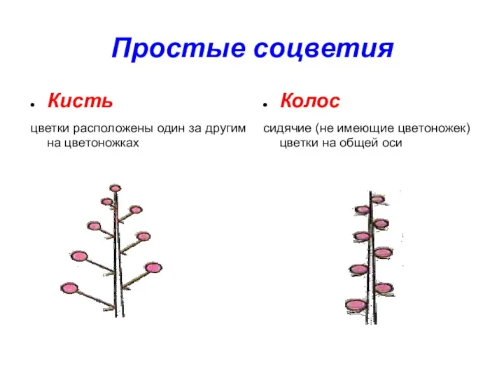 Простые соцветия Кисть цветки расположены один за другим на цветоножках