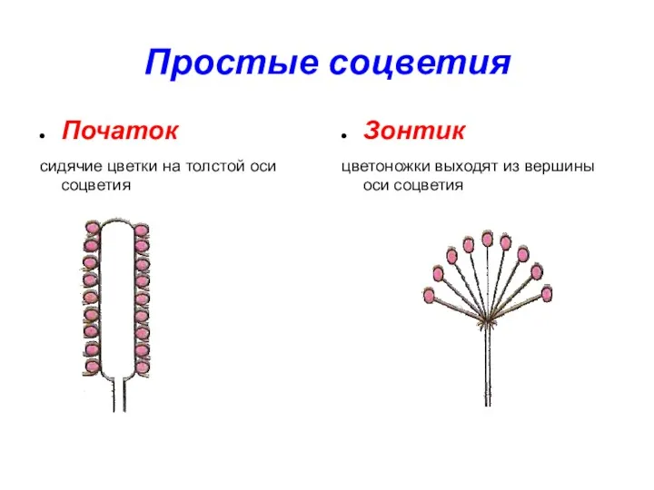 Простые соцветия Початок сидячие цветки на толстой оси соцветия Зонтик цветоножки выходят из вершины оси соцветия