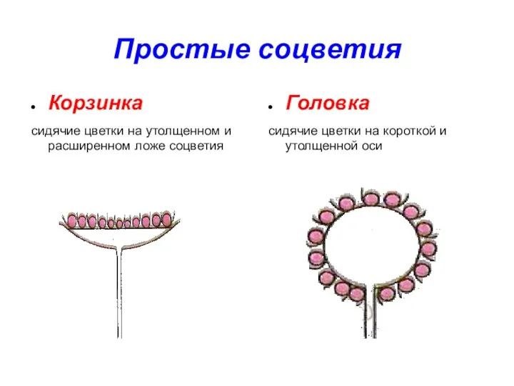 Простые соцветия Корзинка сидячие цветки на утолщенном и расширенном ложе