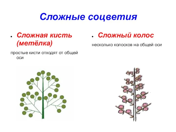 Сложные соцветия Сложная кисть(метёлка) простые кисти отходят от общей оси