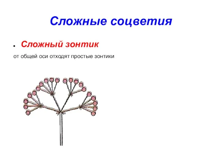 Сложные соцветия Сложный зонтик от общей оси отходят простые зонтики