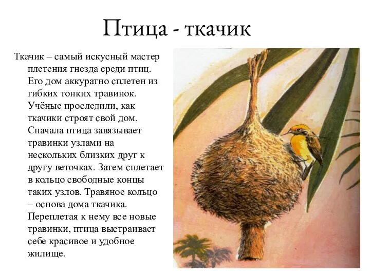 Птица - ткачик Ткачик – самый искусный мастер плетения гнезда