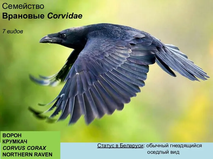 Статус в Беларуси: обычный гнездящийся оседлый вид Семейство Врановые Corvidae