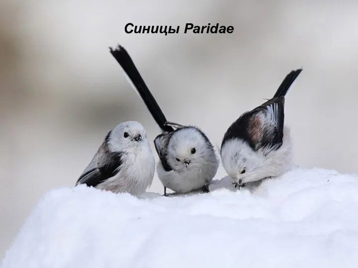 Синицы Paridae