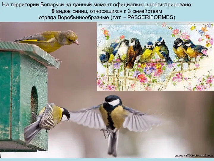 На территории Беларуси на данный момент официально зарегистрировано 9 видов