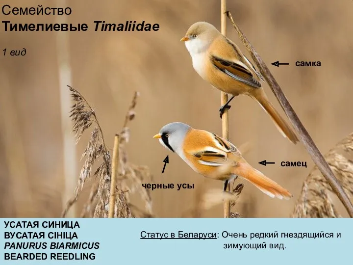 УСАТАЯ СИНИЦА ВУСАТАЯ СIНIЦА PANURUS BIARMICUS BEARDED REEDLING Статус в