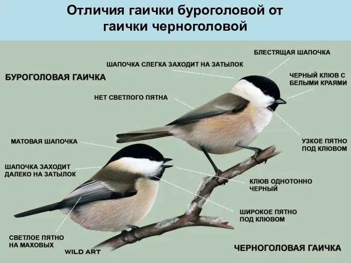 Отличия гаички буроголовой от гаички черноголовой