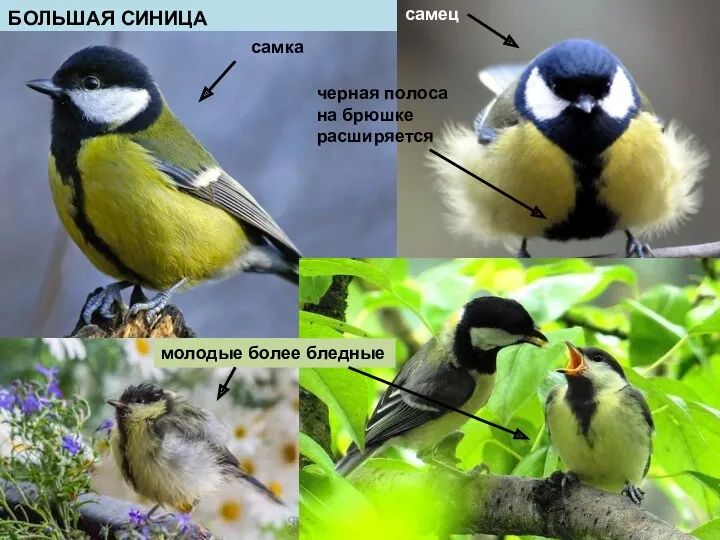 БОЛЬШАЯ СИНИЦА самка молодые более бледные самец черная полоса на брюшке расширяется