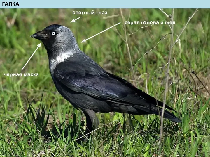 ГАЛКА черная маска серая голова и шея светлый глаз
