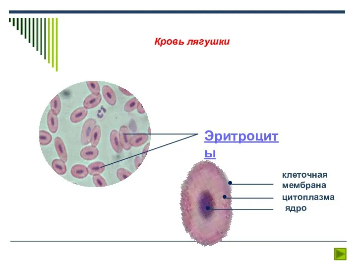 Эритроциты клеточная мембрана цитоплазма ядро Кровь лягушки