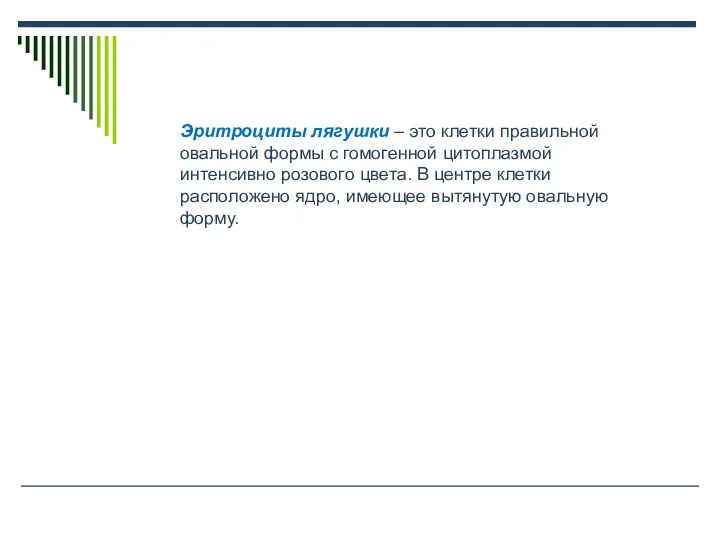 Эритроциты лягушки – это клетки правильной овальной формы с гомогенной