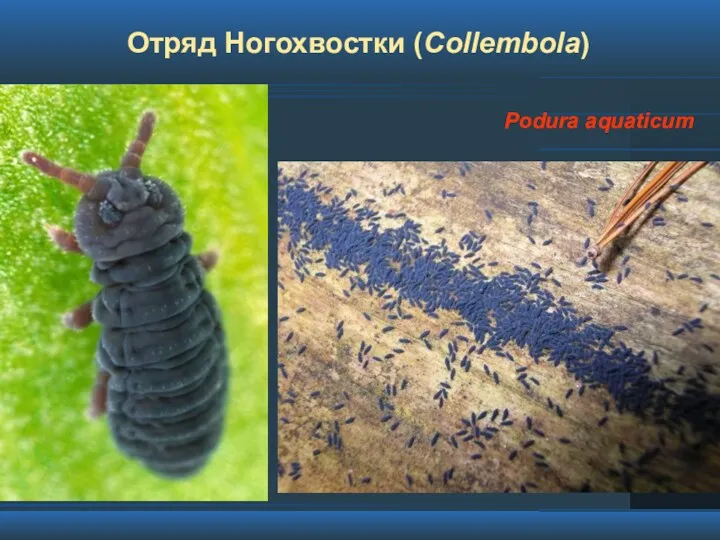 Отряд Ногохвостки (Collembola) Podura aquaticum