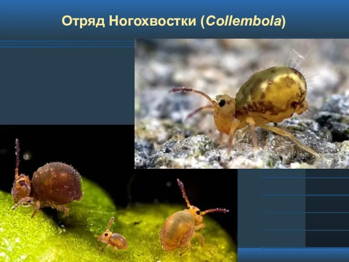 Отряд Ногохвостки (Collembola)