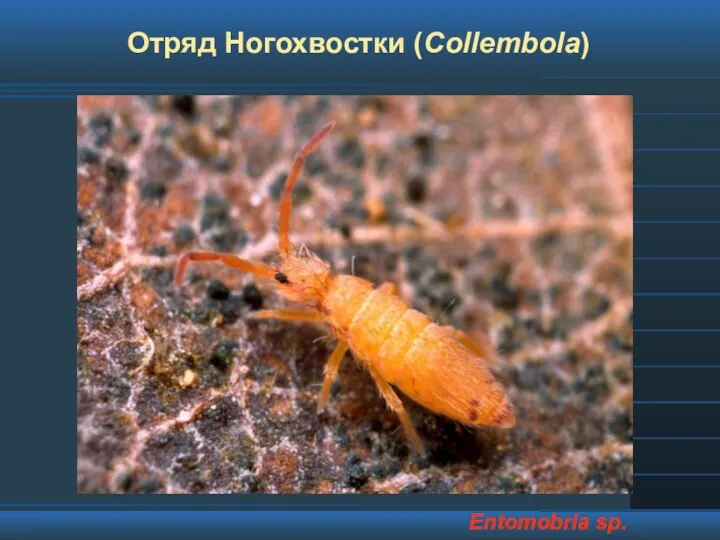 Отряд Ногохвостки (Collembola) Entomobria sp.