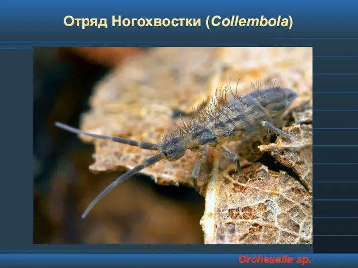 Отряд Ногохвостки (Collembola) Orchesella sp.