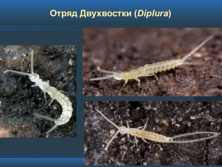 Отряд Двухвостки (Diplura)