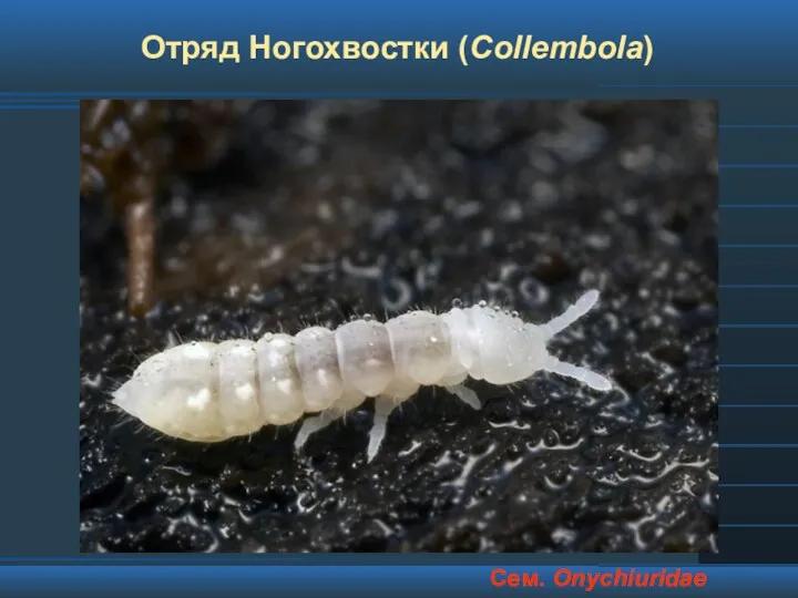 Отряд Ногохвостки (Collembola) Сем. Onychiuridae