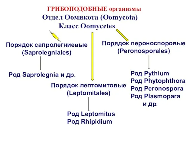 ГРИБОПОДОБНЫЕ организмы Отдел Оомикота (Oomycota) Класс Oomycetes Порядок сапролегниевые (Saprolegniales)