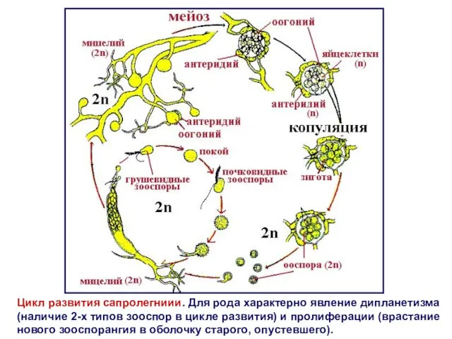 Цикл развития сапролегниии. Для рода характерно явление дипланетизма (наличие 2-х