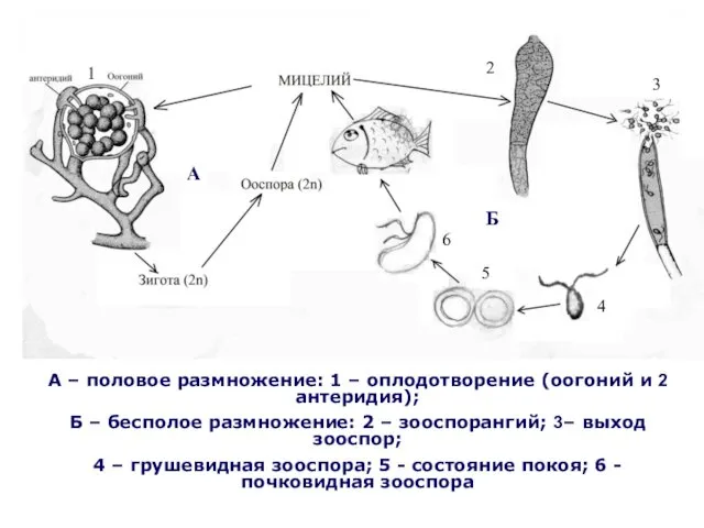 А – половое размножение: 1 – оплодотворение (оогоний и 2