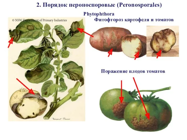 Поражение плодов томатов 2. Порядок пероноспоровые (Peronosporales) Фитофтороз картофеля и томатов Phytophthora