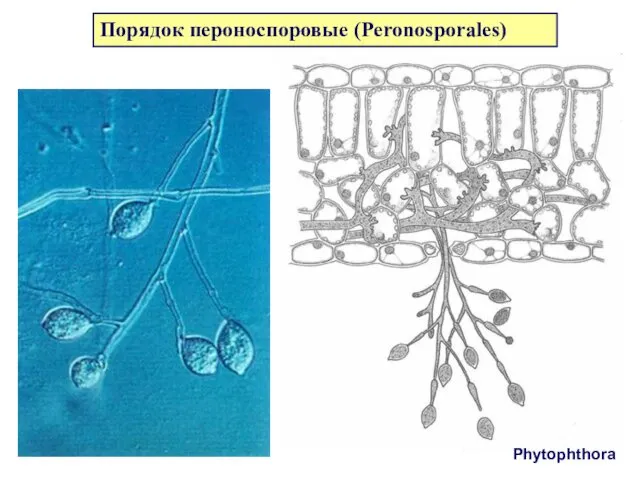 Порядок пероноспоровые (Peronosporales) Phytophthora