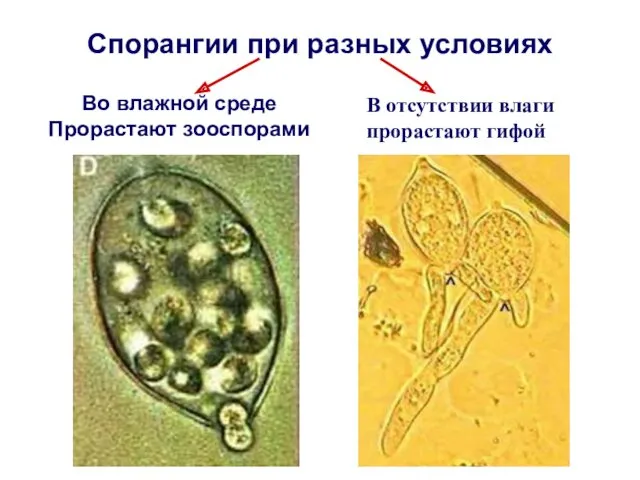 Спорангии при разных условиях Во влажной среде Прорастают зооспорами В отсутствии влаги прорастают гифой