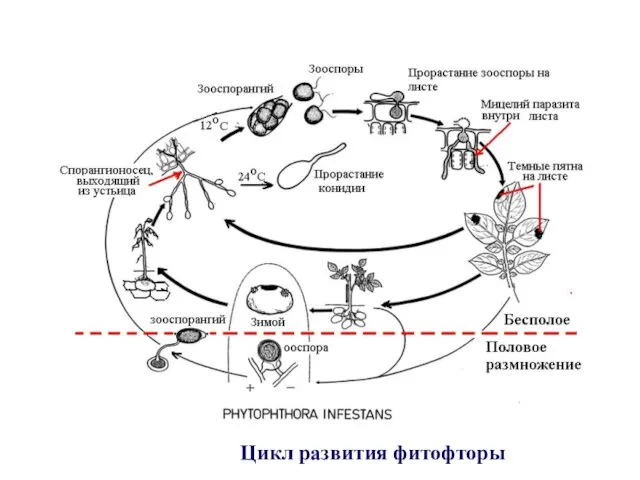 Цикл развития фитофторы