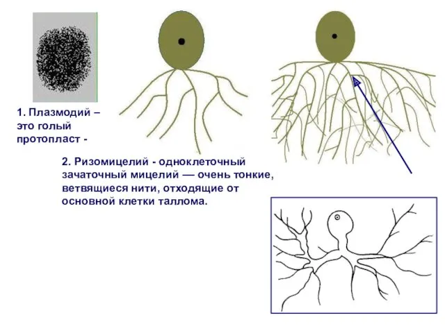 2. Ризомицелий - одноклеточный зачаточный мицелий –– очень тонкие, ветвящиеся