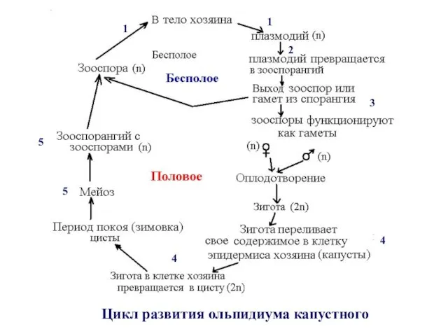 Цикл развития ольпидиума капустного 1 3 2 1 4 4 5 5