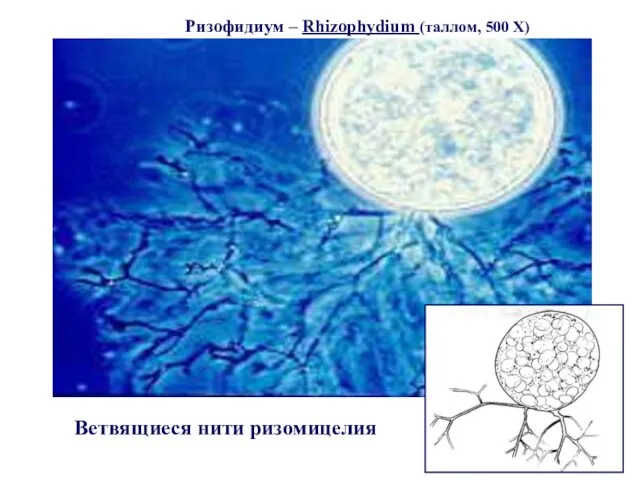 Ризофидиум – Rhizophydium (таллом, 500 X) Ветвящиеся нити ризомицелия