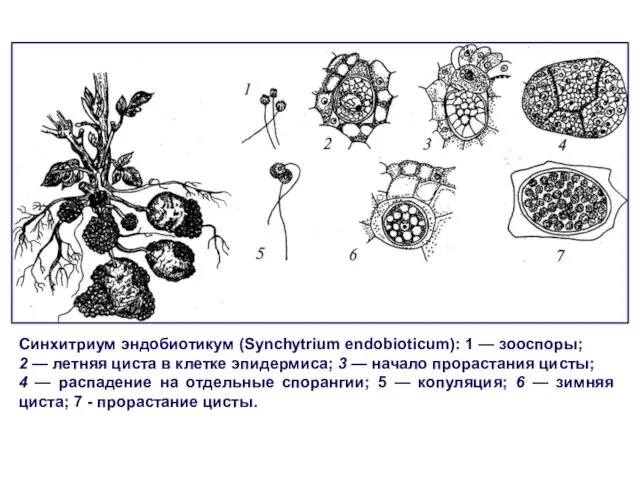 Синхитриум эндобиотикум (Synchytrium endobioticum): 1 — зооспоры; 2 — летняя