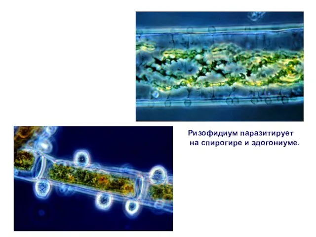 Ризофидиум паразитирует на спирогире и эдогониуме.