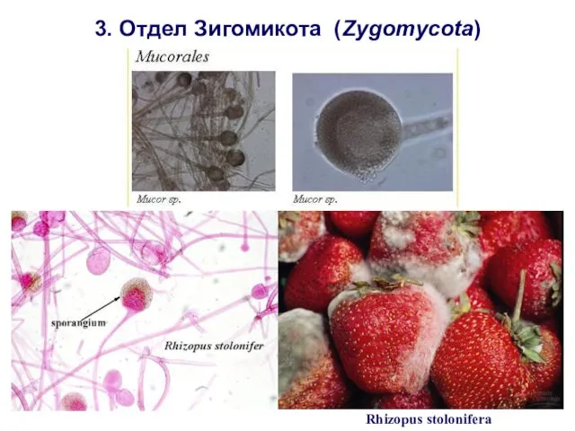 Rhizopus stolonifera 3. Отдел Зигомикота (Zygomycota)