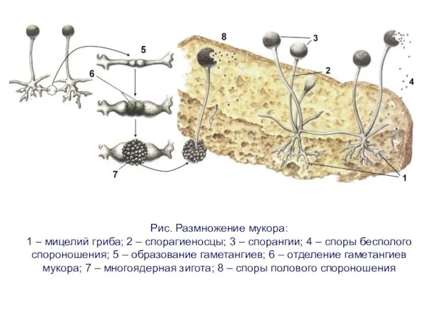 Рис. Размножение мукора: 1 – мицелий гриба; 2 – спорагиеносцы;