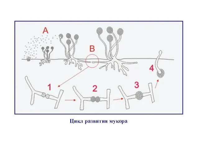 Цикл развития мукора