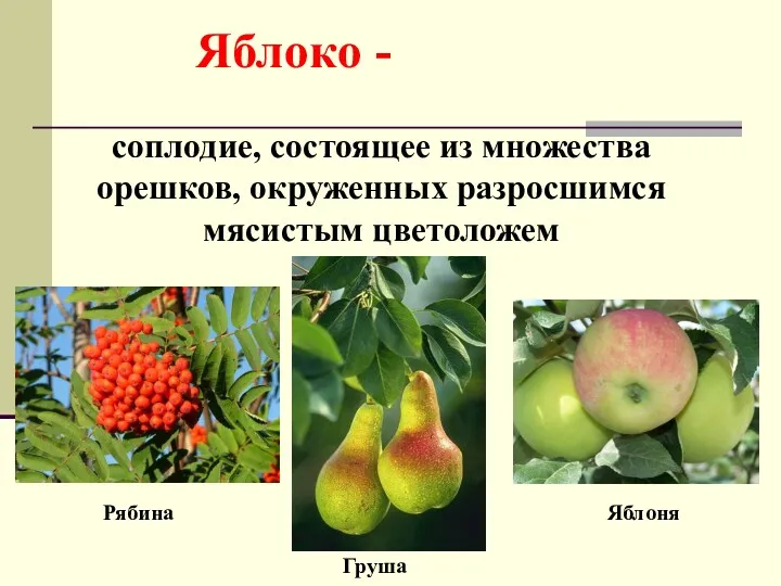 Яблоко - соплодие, состоящее из множества орешков, окруженных разросшимся мясистым цветоложем Рябина Яблоня Груша