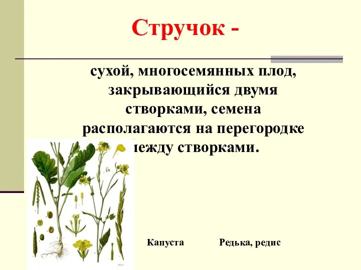 Стручок - сухой, многосемянных плод, закрывающийся двумя створками, семена располагаются